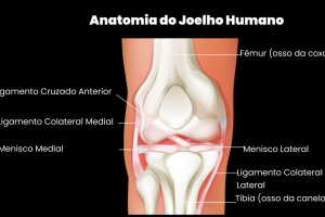 Anatomia-do-Joelho-Humano-980x579