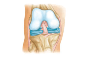 ligamentos-joelho